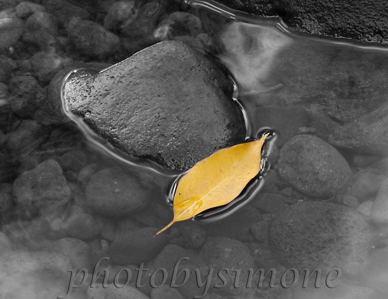 A yellow leaf floating on gray water black and white with a touch of yellow fine art paper