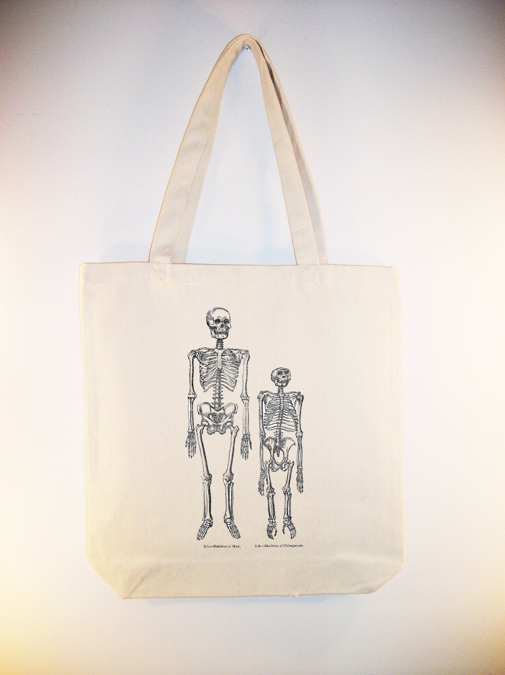 chimp skeleton