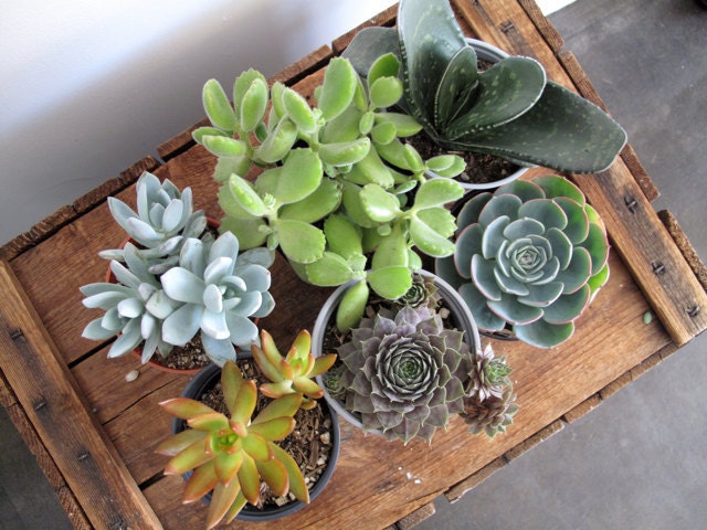 mixed bag of 6 large succulents