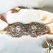 Hawthorne Pastel DECO Crystal and Pearl Headpiece/Headband-Different Color Silks Available-Vintage Bride 1920s Wedding The Great Gatsby