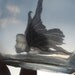 Fairy Bottle - Silvermist Faerie, Translucent with Black Wings MADE TO ORDER