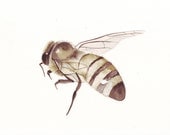 Bee Painting  Insect - B004 urban country rustic natural art - Print of watercolor painting - 5 by 7 print