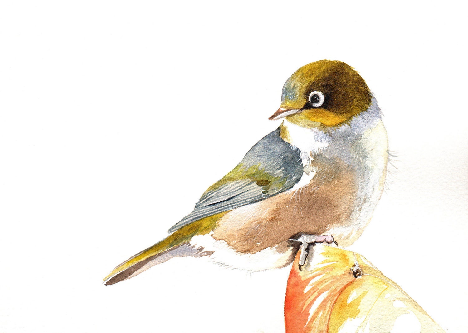Bird Painting Silvereye -S061- Bird art nature wildlife art - Print of watercolor painting 5 by 7