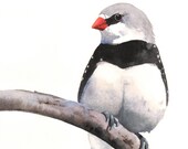 Finch Painting - ORIGINAL watercolor painting