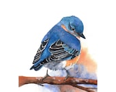 Bluebird Painting -B029-  Archival Print of bird watercolor painting 5 by 7 print - Splodgepodge