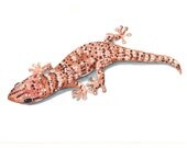 Gecko Painting Lizard - Original watercolor/gouache painting
