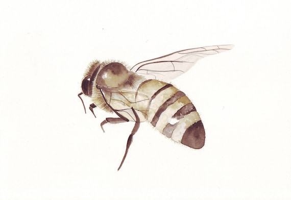 Bee Painting  Insect - B004 urban country rustic natural art - Print of watercolor painting - 5 by 7 print