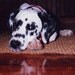 Dalmatian Dog Painting - Print of watercolor painting 5 by 7 print