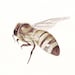 Bee Painting  Insect - B004 urban country rustic natural art - Print of watercolor painting - 5 by 7 print