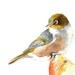 Bird Painting Silvereye -S061- Bird art nature wildlife art - Print of watercolor painting 5 by 7