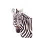 Zebra Painting wildlife ART-  Print of watercolor painting 5 by 7 print