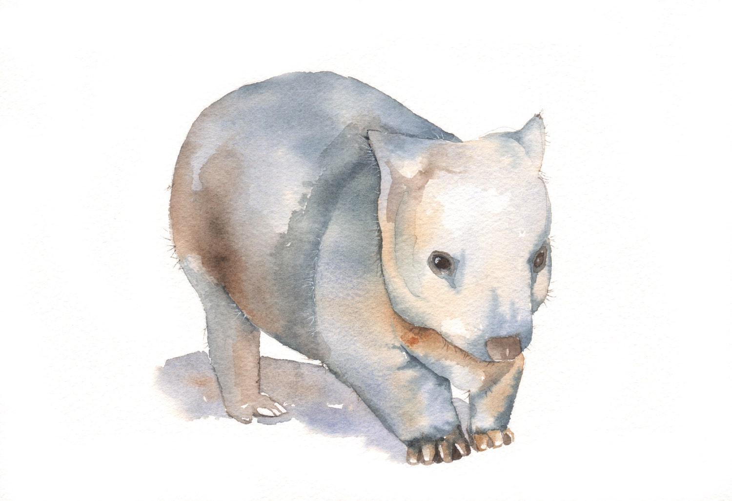 Wombat watercolor painting -  print of watercolor painting  5 by 7 archival print