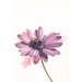 Daisy Painting - Print of Watercolor Painting - bee flower art- 5 by 7 print