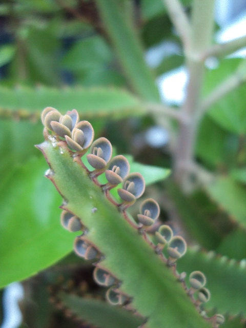 Alligator Plant Babies AKA Bryophyllum Tubiflora or Chandelier Plant