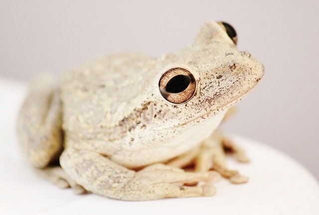 Dreamy Frog Photography, Tree Frog Prints, Frog Photo, Cream Nude Soft Tan, 4x6 Photograph - LongForgotten