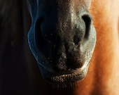 Velvet Horse Photography 11 x 14
