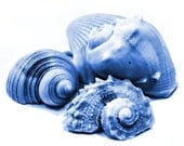Sea Shell Soap - Decorative Soap Gift Set of 5 Any Color - SoapRhapsody