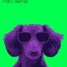 Dog Art Animal Print Pet Portrait Party Animal Dachshund Doxie Sunglasses