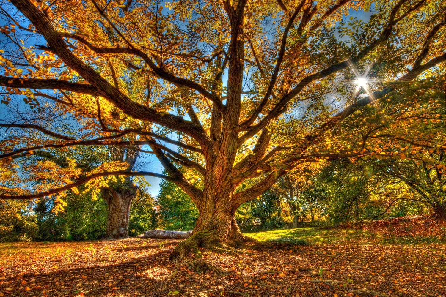 Nature Photography - Chinese Katsura Tree - Autumn - Landscape Photography - Sun - Nature - HDR Photograph - Art Print - Home Decor - 6X9