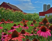 Flowers and Amish Farm House - Rustic Photography - Pink - Pennsylvania Dutch - Art Print - Fine Art Photograph - 6X9 (Other Sizes)