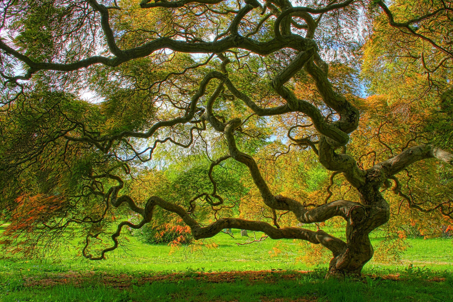 Nature Photography - Spring Tree - Landscape - Japanese Maple Tree - Green - Art Photograph Print - HDR, 6X9 (Other Sizes)