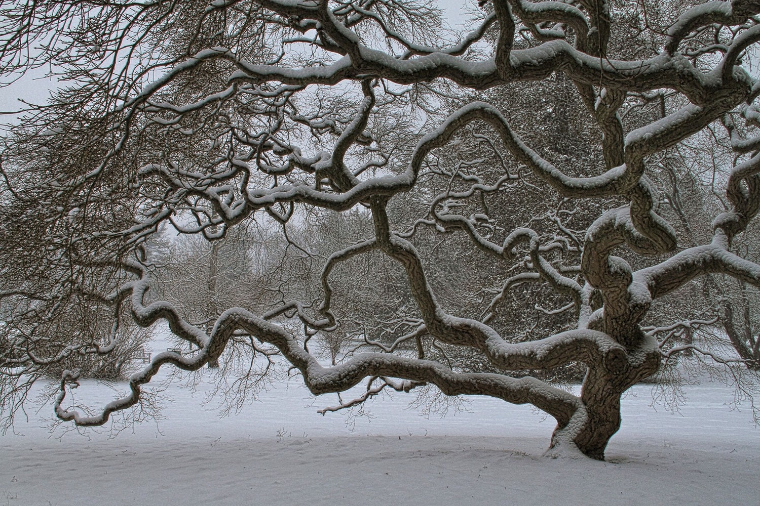 Nature Photography - Winter Tree - Landscape - Snow - Japanese Maple Tree - Black and White - Art Photograph Print - HDR - 6X9