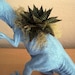 Dinosaur Planter Trio - Modern Art Centerpieces - Extra Large