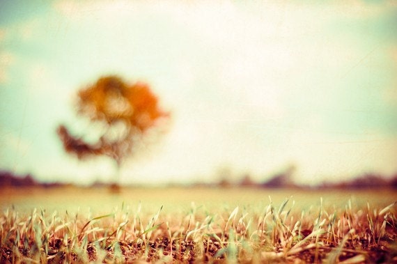 Large Photography - autumn fall tree wall art prints landscape photo cream gold beige light brown nature orange yellow - 24x36 Photograph
