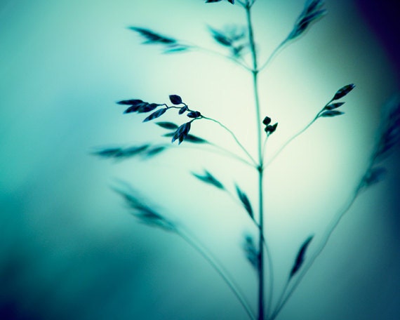 Turquoise Photography - dark teal aqua blue photo white nature botanical art prints decor abstract wall art - 8x10 Photograph, "Deep Within"