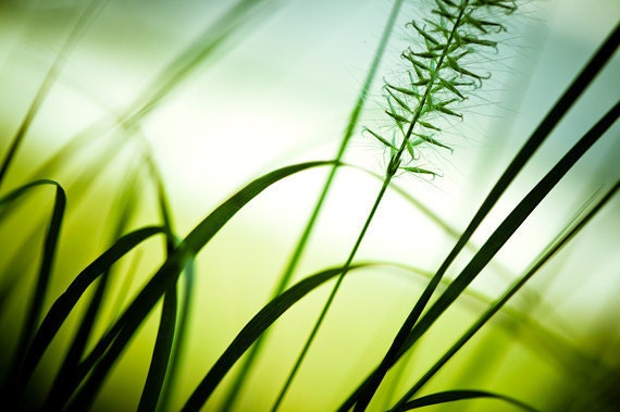 Nature Photography - abstract wall art green grass white modern photo botanical print fine art - 11x14, 8x12, 8x10 Photograph, "Draw me In"