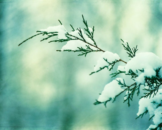 11x14 Nature Photography - mint green turquoise winter art print teal photo - snow branches white mint decor - fine art photograph wall art