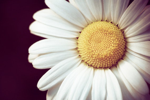 Fine Art Photography - daisy flower black white yellow nature botanical photo wall art prints - 10x15, 8x12 Photograph, "My Darling Dear"