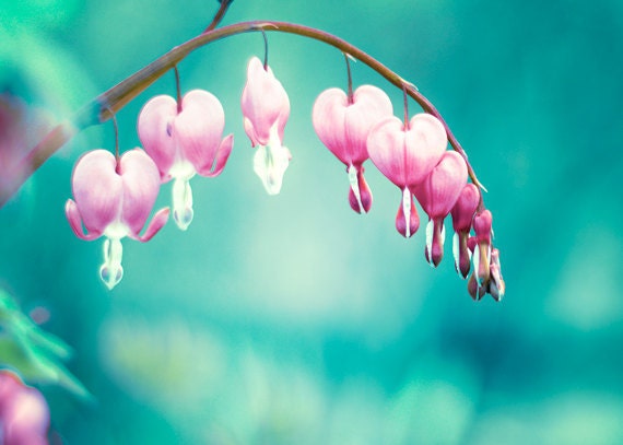 Floral Photography - spring bleeding heart aqua blue pink wall prints nature photography turquoise teal flower photography - 5x7 Photograph