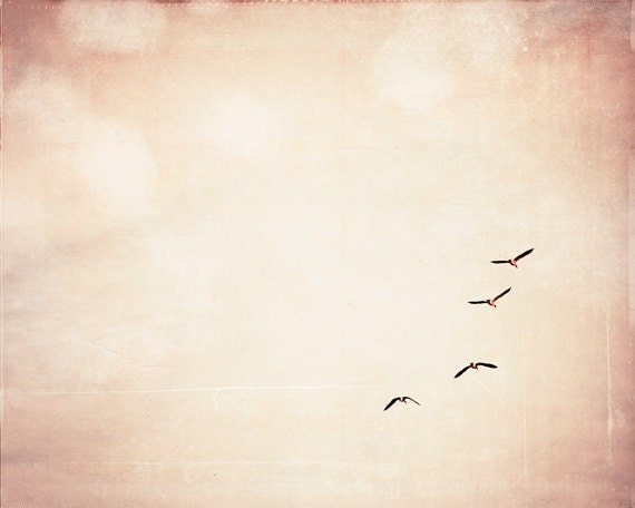 Fine Art Photography - birds flying wall art - peach pastel pale - nature beige cream - nursery geese - 8x10 Photograph, "Fly, Fly Away" - CarolynCochrane