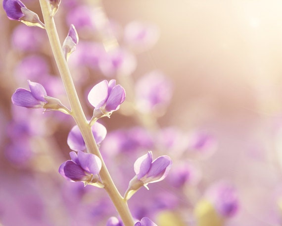 Fine Art Photography - pale purple wall art lavendar spring floral print flower photography pastel light - 8x10 Photograph, "Shine on Me"