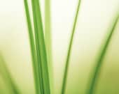Modern Photography - abstract photography - spring green decor white - grass photo print - fine wall art - 8x12 Photograph, "Ethereal"