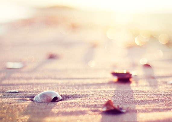 Seashell Photography - beach photo prints sea shell pale light cream beige wall art coastal photography seashore nautical - 5x7 Photograph