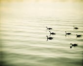 Nature Photography - bird photography olive green wall art prints lake beige nature photos geese - 8x10 Photograph, "The Pace of Nature" - CarolynCochrane