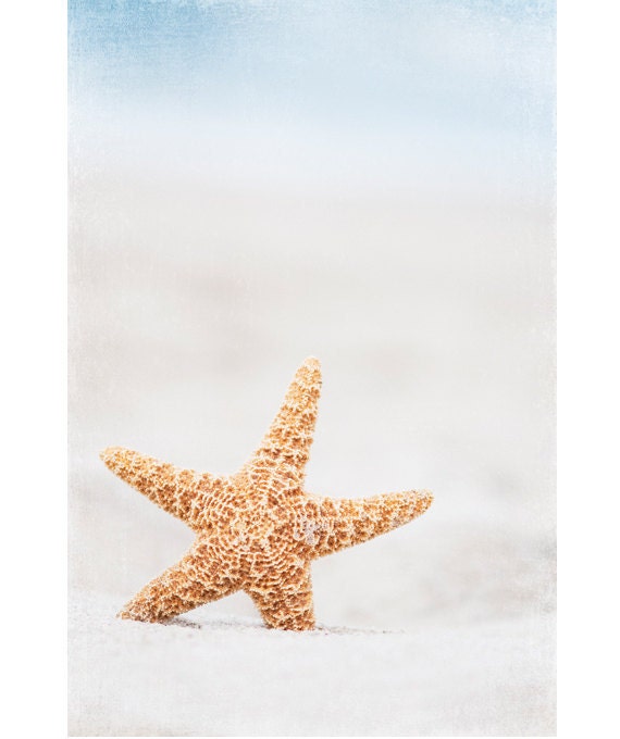 Beach Photography - starfish wall art print white light pale blue beige seashore vertical photo nautical wall art - 8x12, 8x10 Photograph