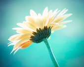 Fine Art Photography - daisy large aqua decor - teal blue turquoise flower wall art - spring nature photo print - 16x20 Photograph, "Vanity"