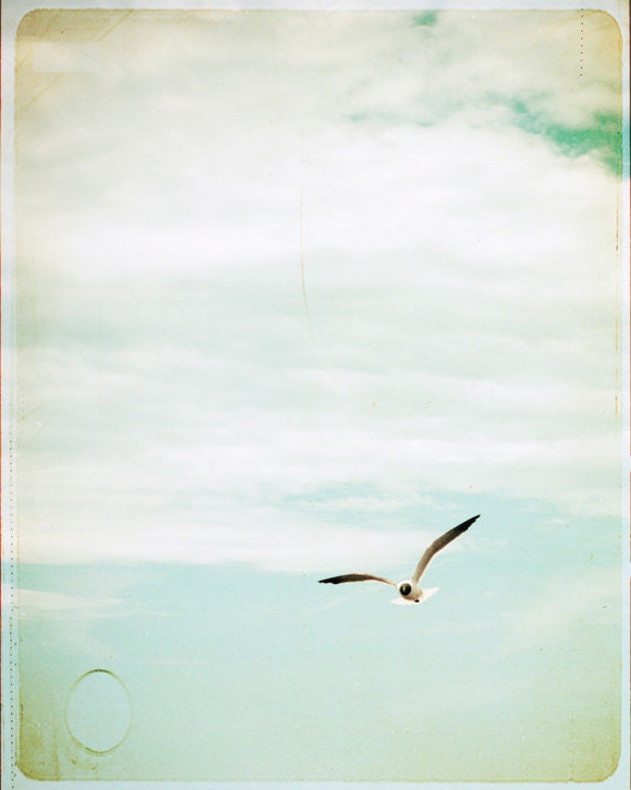 Fine Art Photography - bird flying wall art seagull - beach cottage decor - pale pastel white blue - 8x10 Photograph, "Soaring"
