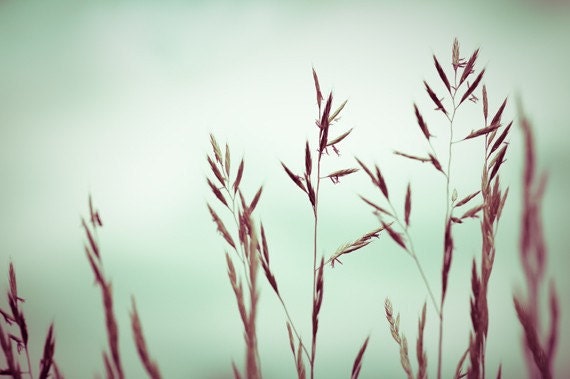 Botanical Art Print - nature photography - fine art photography - pale blue green brown pastel wall art - 8x12 Photograph, "Pure Innocence"