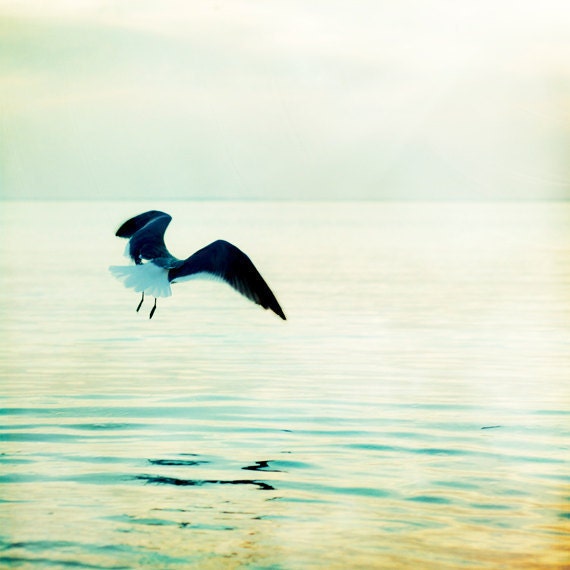 Seagull Photography - bird coastal wall art - pastel teal green pale white - summer beach water - ocean nautical - 8x8 Print, "Take Flight" - CarolynCochrane