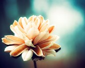 Nature Photography - teal turquoise aqua flower photography nature blue orange floral photo prints wall art decor - 5x7 Photograph