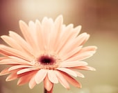 Flower Photograph - daisy peach flower photography coral beige nature photography fine art photo prints pastel wall art - 8x10 Photograph