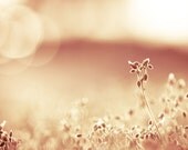 Nature Photography - beige light brown rust red cream gold golden - botanical prints fine art photography rustic - 8x12 Photograph