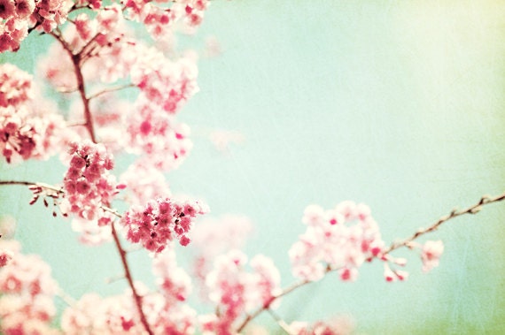 Large Floral Photography, pale mint green pink red pastel light blossoms nature branches branch flower wall print, 24x36 "Ode to Spring"