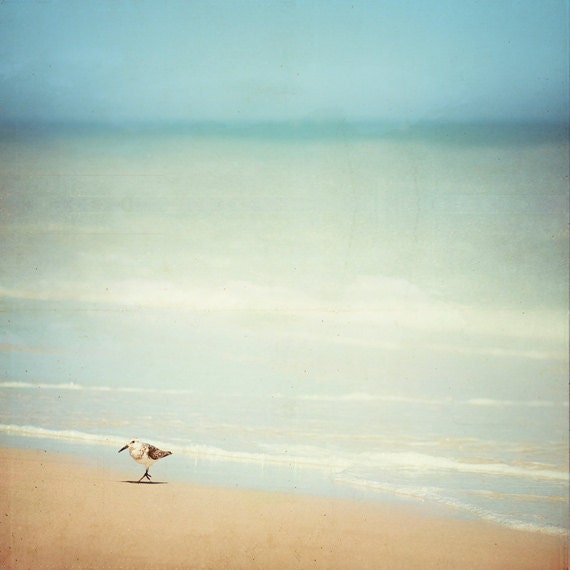 Fine Art Photography - sandpiper bird blue beige beach photograph wall art prints ocean sea shore white - 5x5 Photo - "Get Your Feet Wet"