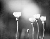 Black White Photography - flower photo nature monochromatic wall art print floral botanical - 11x14, 8x10, 8x8 Photograph, "Love in Bloom"