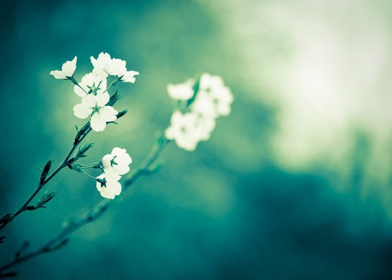Flower Photography - color dark teal green white floral art prints spring botanical branch wall art nature photo, 5x7 Photograph - "Longing"